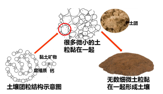 土壤的肥力→
