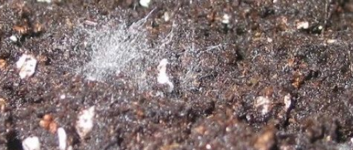 蔬菜大棚土壤恶化的原因及解决方法