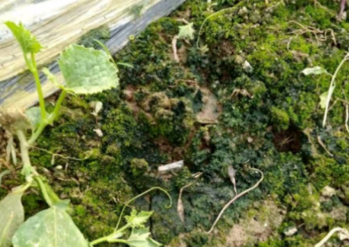 土壤颜色发生变化说明土壤出了大问题，补救和改良土壤要用对方法