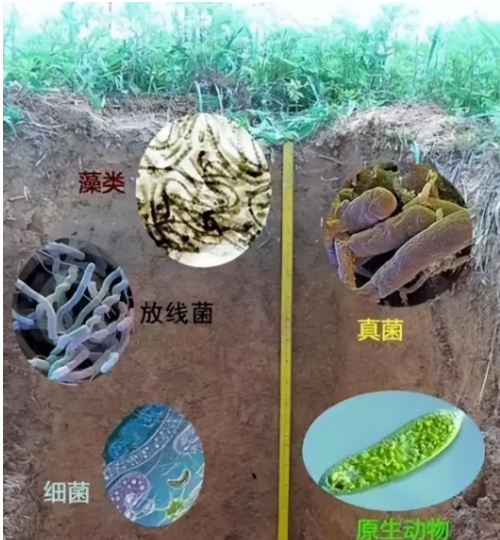 怎样解决设施土壤微生物区系失衡？