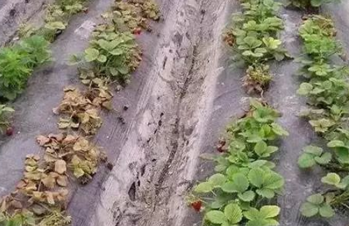 土传病害爆发严重的原因→