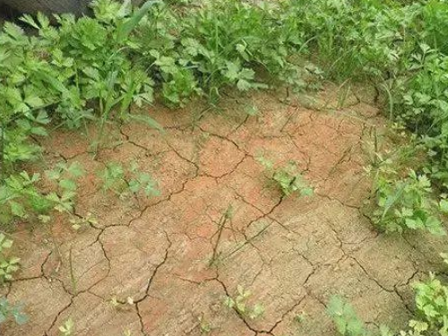 土壤酸化的成因和不良后果→