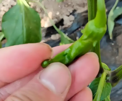 土壤“吃撑”比“挨饿”更要命！别让“富营养”毁了你的好收成