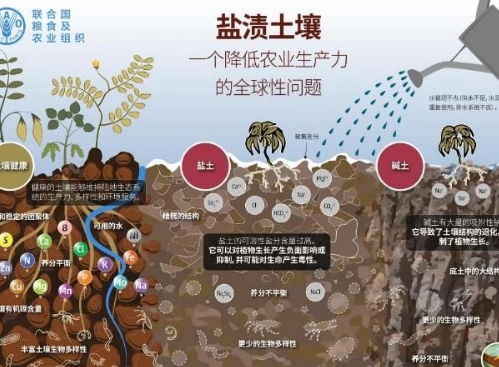 土土壤盐碱化的形成原因及改良技术！