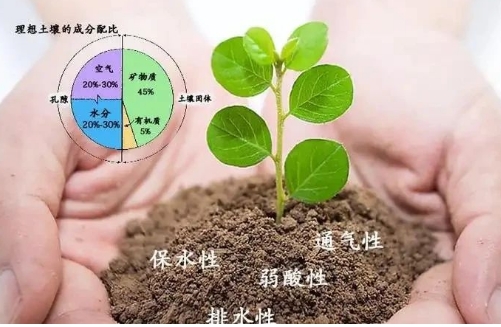 土土壤盐碱化的形成原因及改良技术！