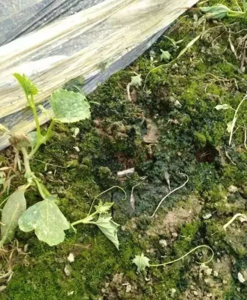 土壤改良需要重视，约3.7亿亩耕地，需要改良