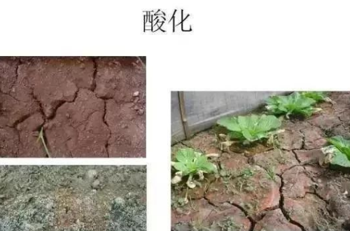 土壤改良需要重视，约3.7亿亩耕地，需要改良