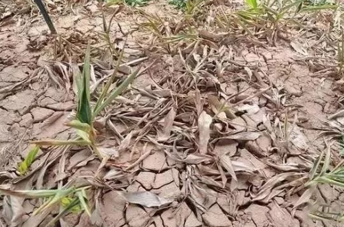 土壤改良需要重视，约3.7亿亩耕地，需要改良