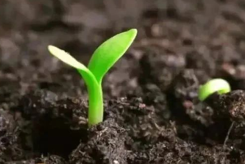 解读土地的“体检报告”：读懂土壤健康的核心指标