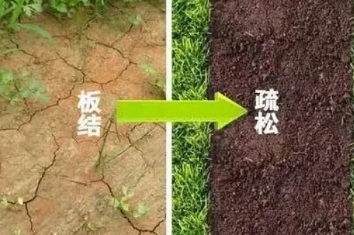 土壤板结菜不长？错误灌溉加重问题，种植需警惕