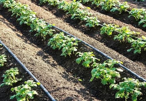 土壤板结菜不长？错误灌溉加重问题，种植需警惕