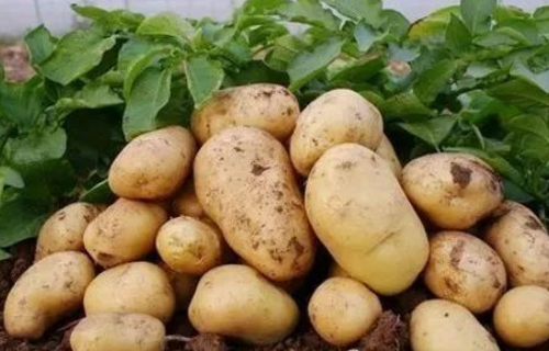 土壤的pH对植物有多重要？
