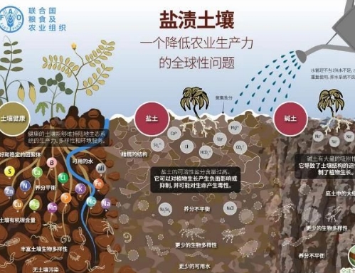 盐碱化土壤改良措施！